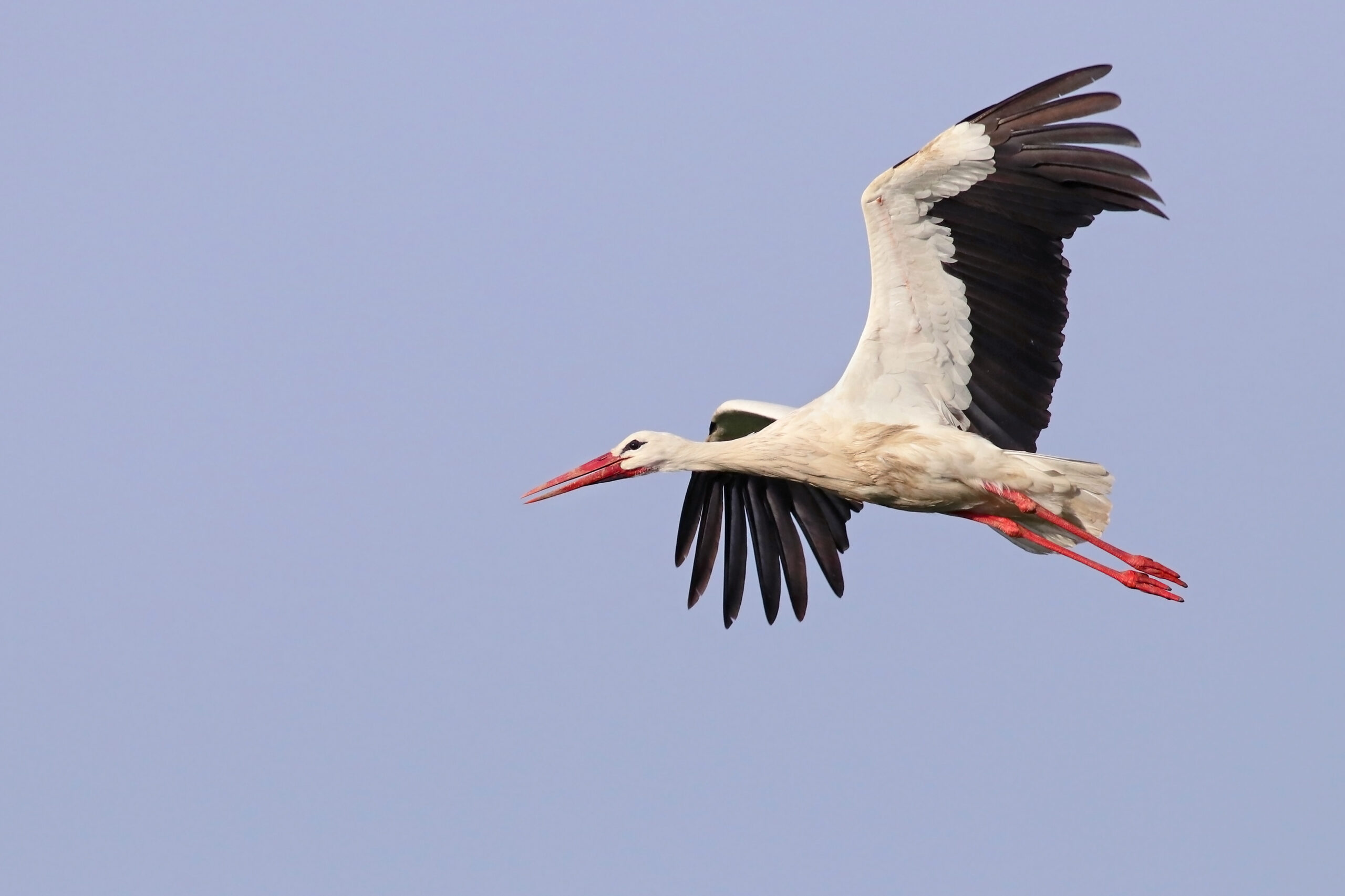 Beautiful,white,stork,(ciconia,ciconia),in,flight.,migratory,bird,from