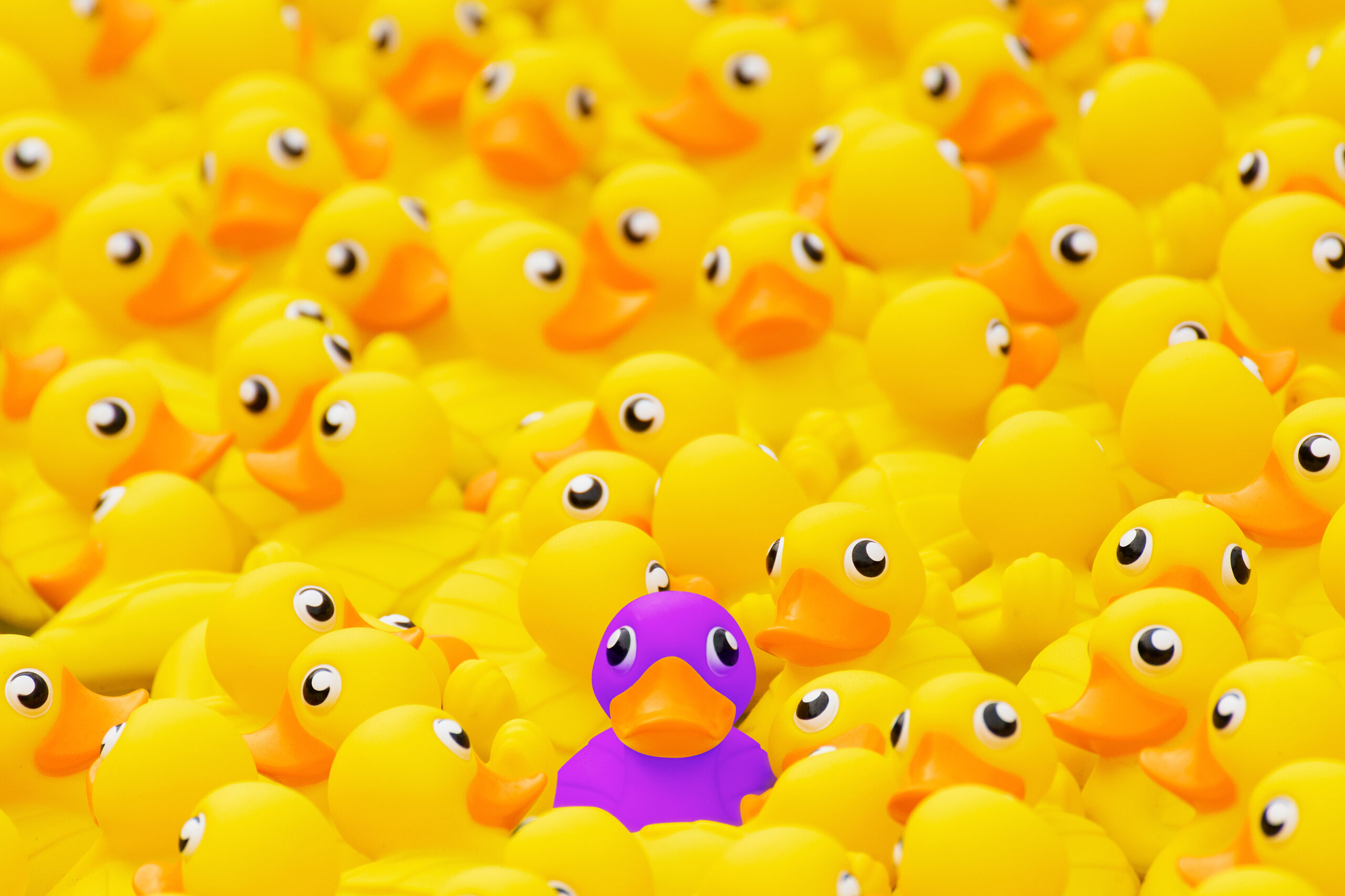 Unique,purple,toy,duck,among,many,yellow,ones.,standing,out